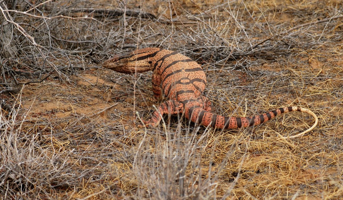 Варан Кызылкум