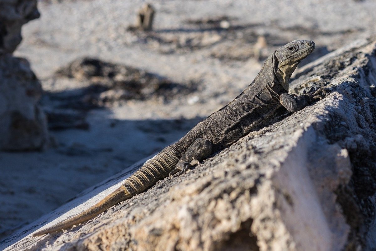 Среднеазиатский серый Варан