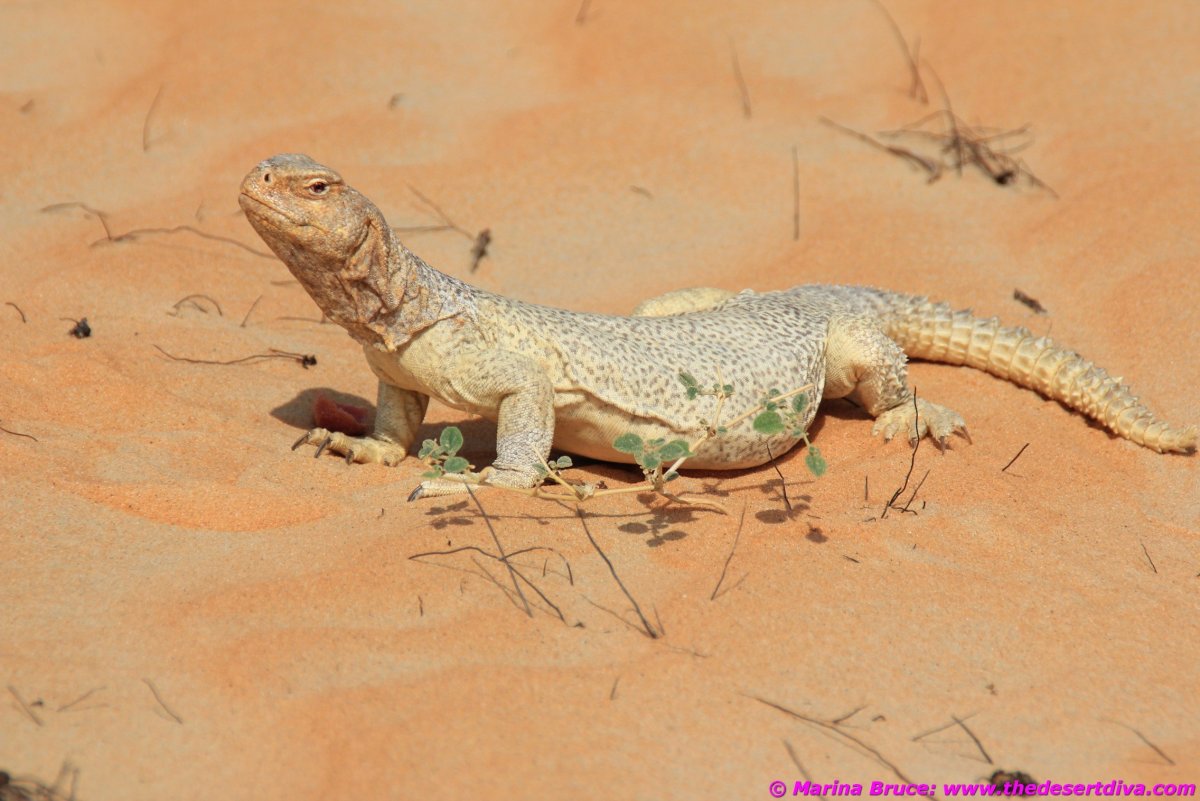 Варан Каракумский