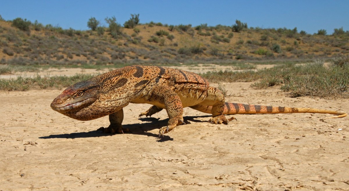 Варан Каракумский
