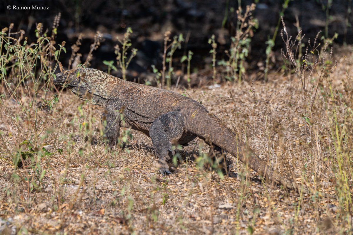 Туркменский Варан