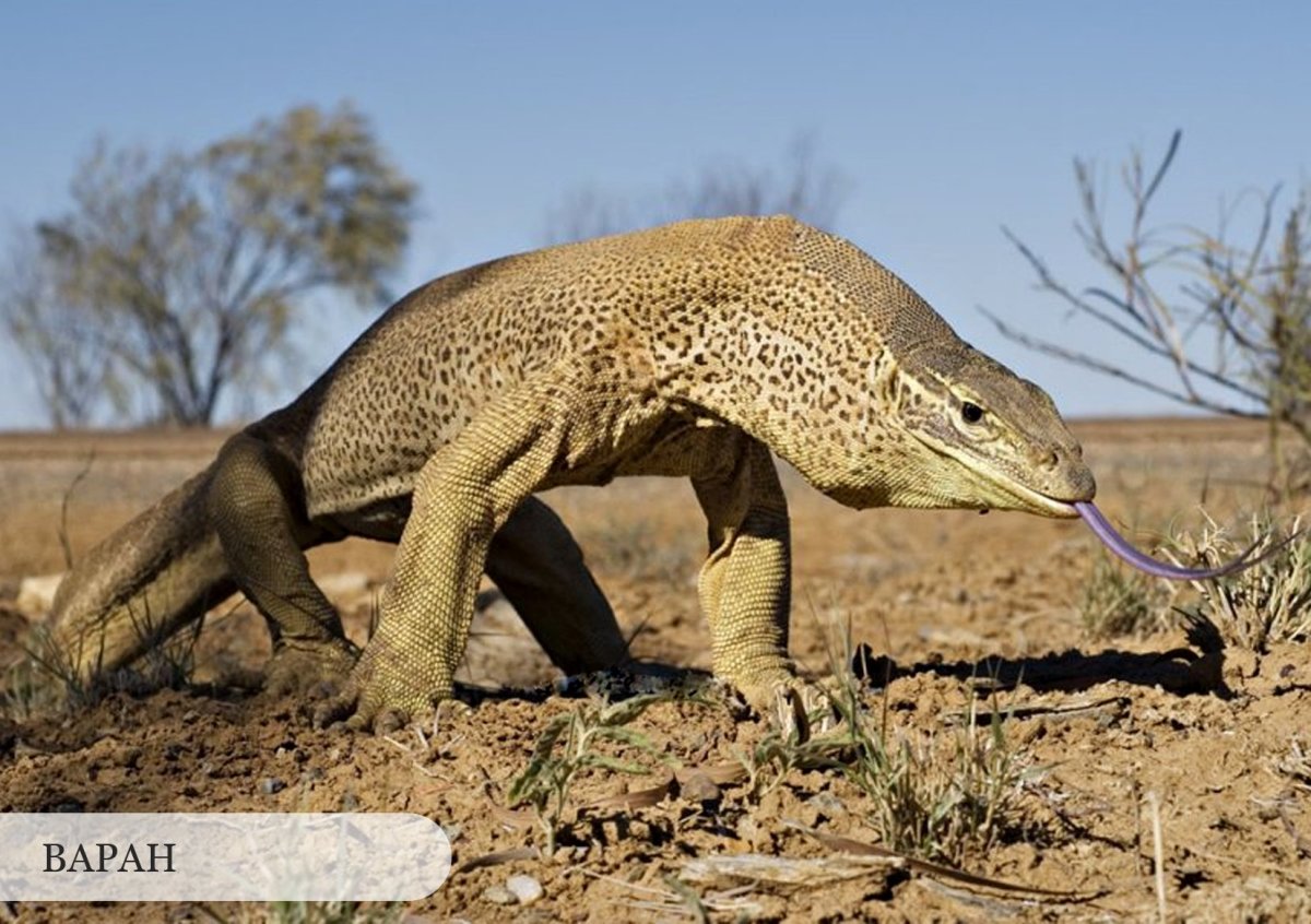 Среднеазиатский серый Варан