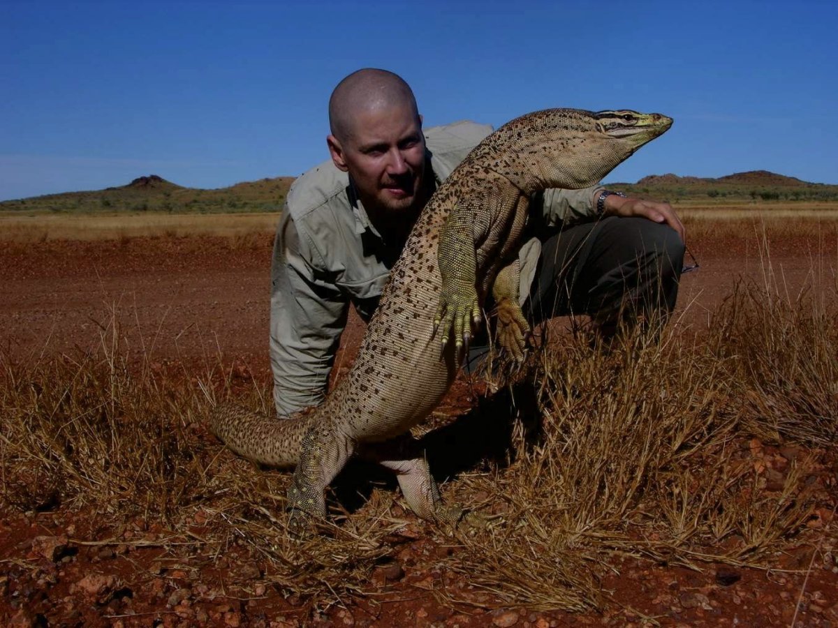 Аргусов Варан