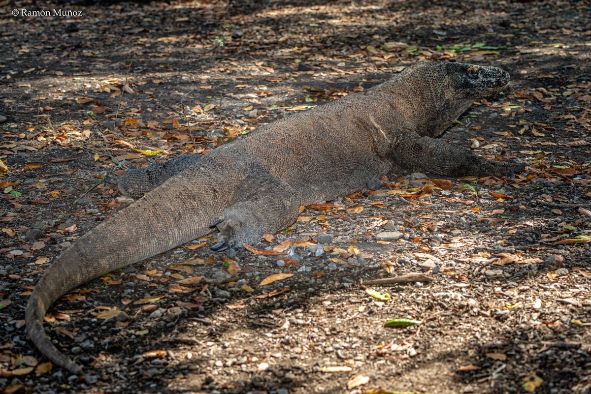 Самый большой Комодский Варан в мире