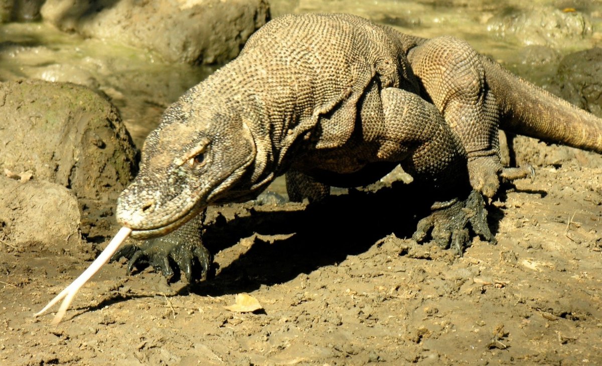 Среднеазиатский серый Варан