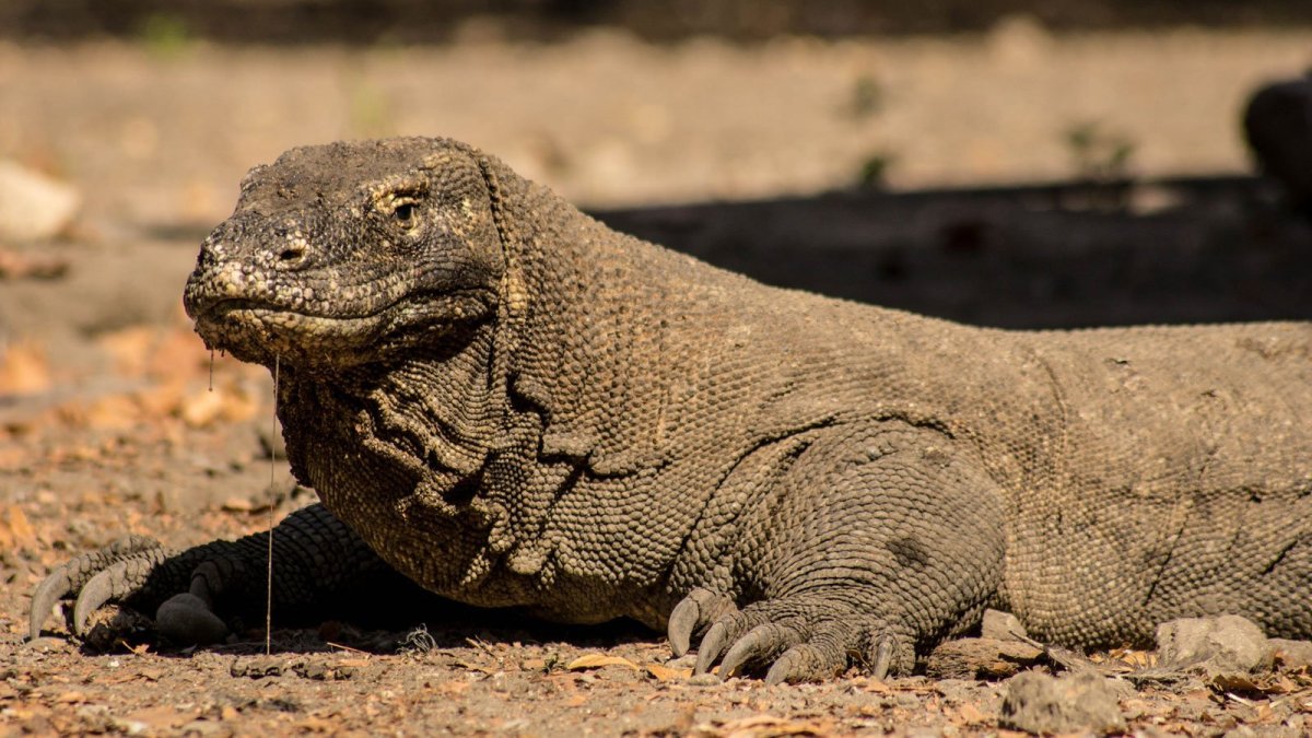 Комодский Варан