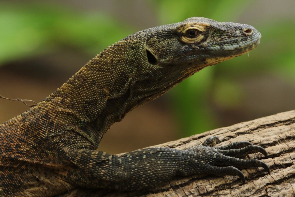 Лапы комодского варана