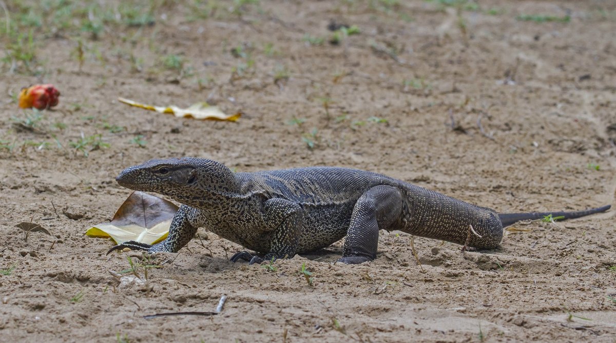Командорский Варан.Кобра.