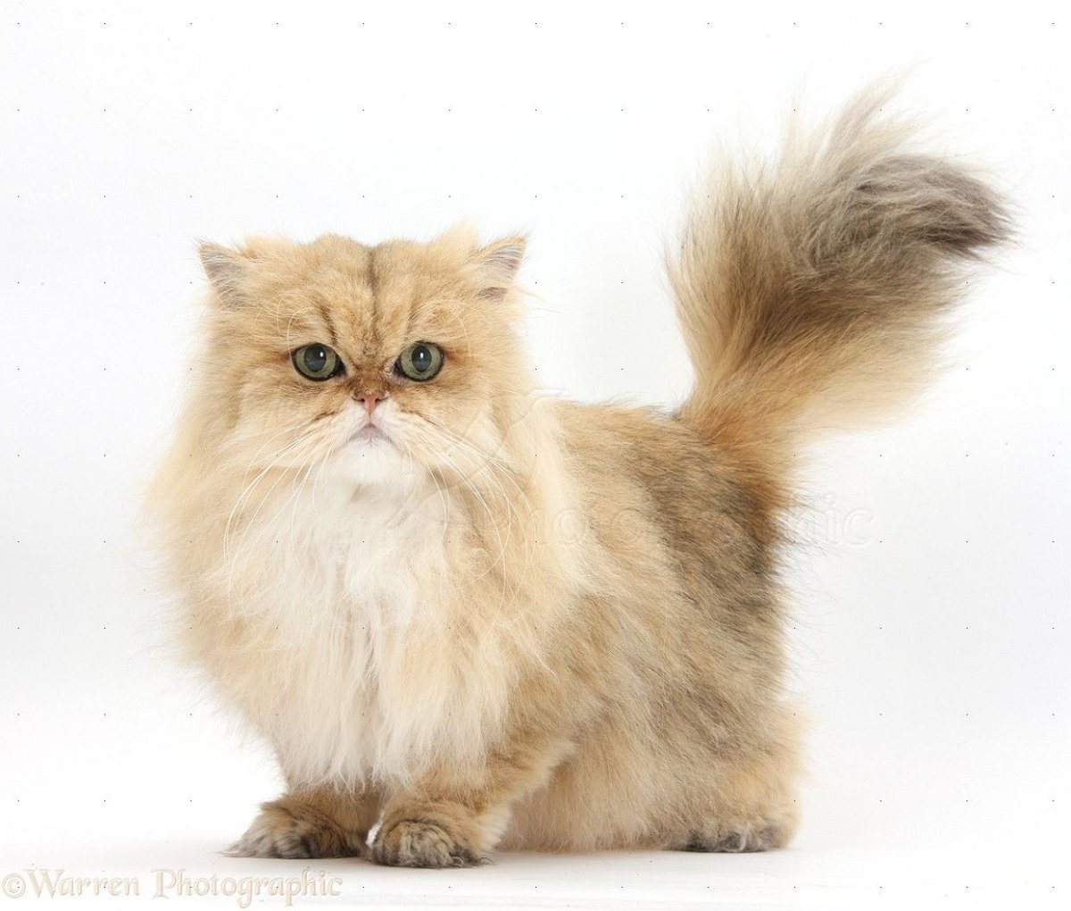 Персидская шиншилла золотистая