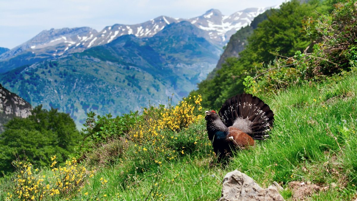 Тебердинский заповедник птицы