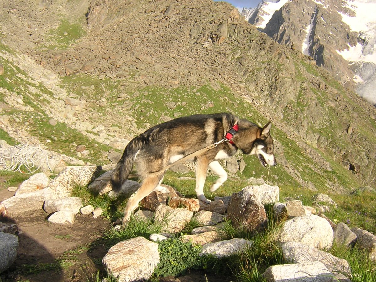 Приэльбрусье заповедник животные