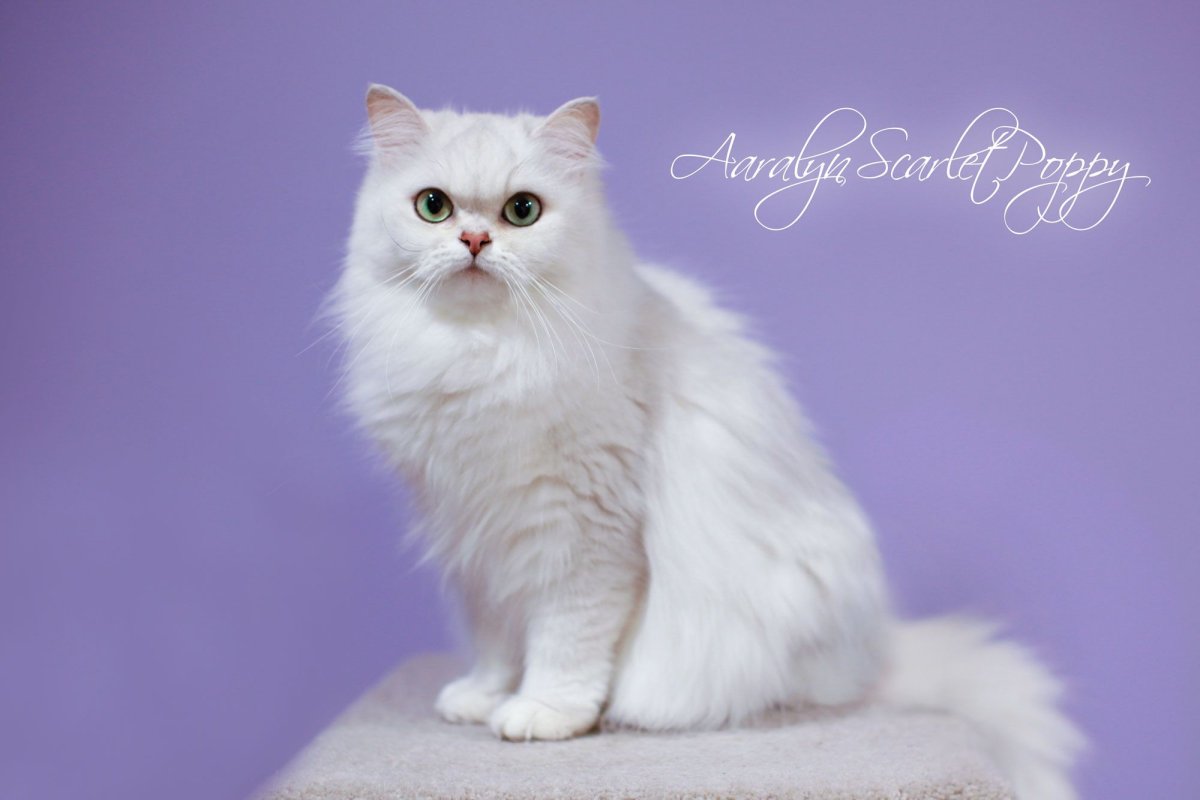 Персидская шиншилла экзот