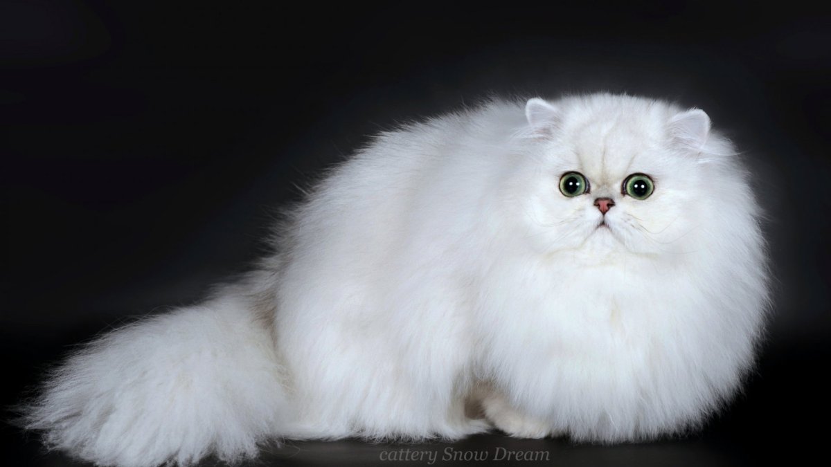 Ангорская шиншилла кошка