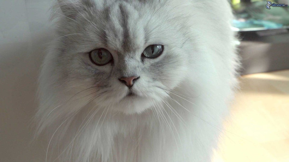 Персидская шиншилла