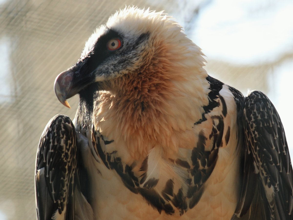 Птица Бородач во Франции