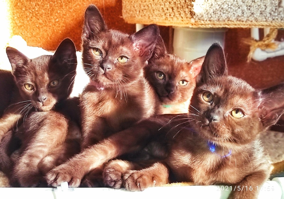 Бурминскую кошку Алиса покажи Бурминскую кошку