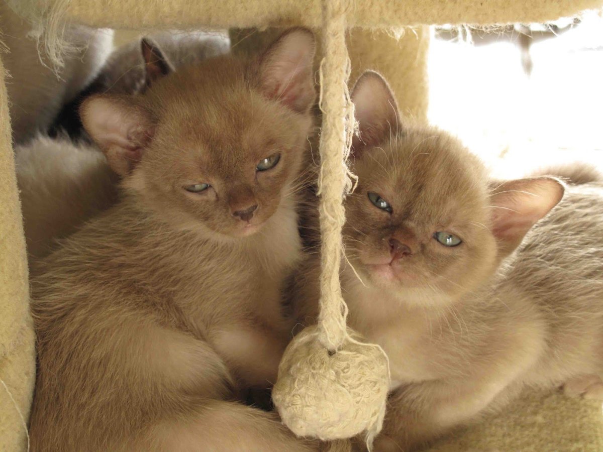 Европейская Бурманская кошка