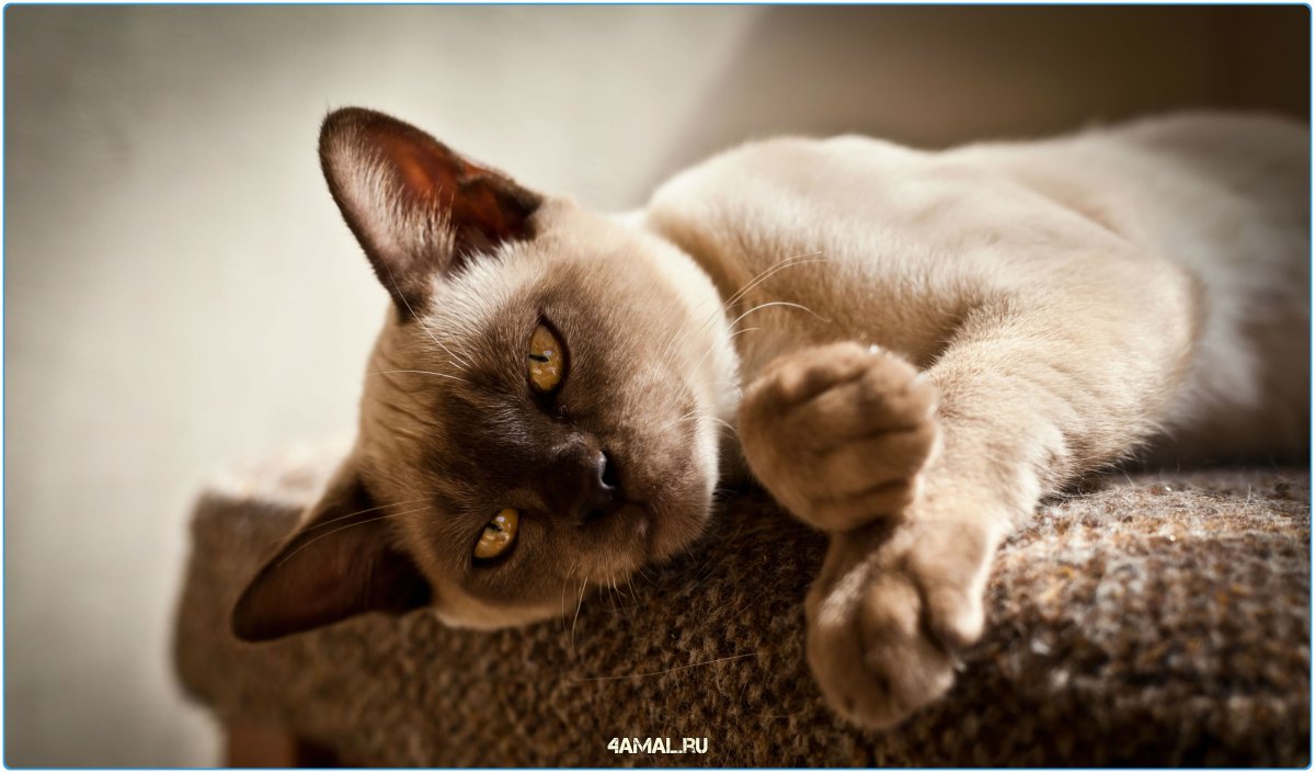 Европейская Бурма