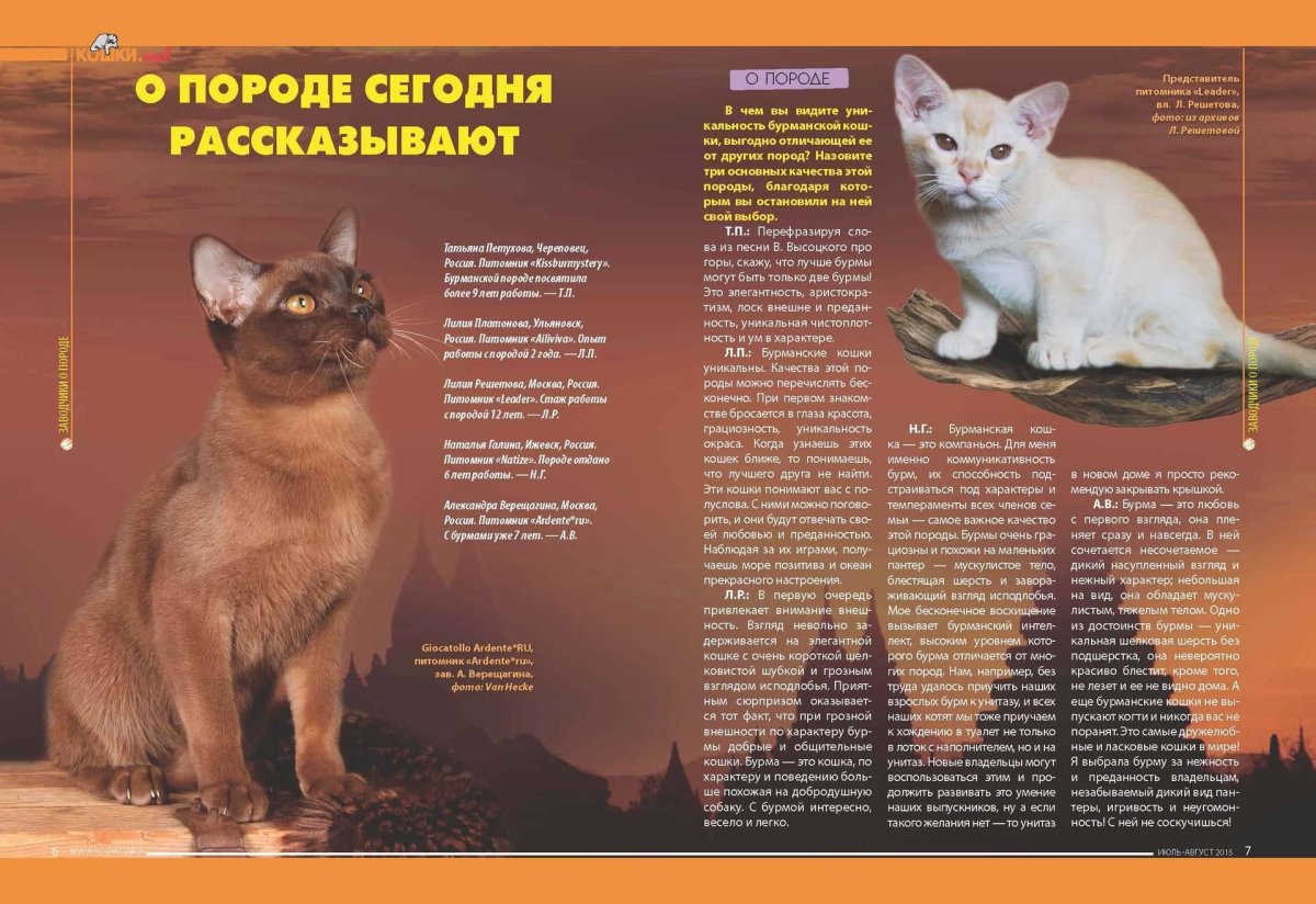 Европейская Бурманская кошка