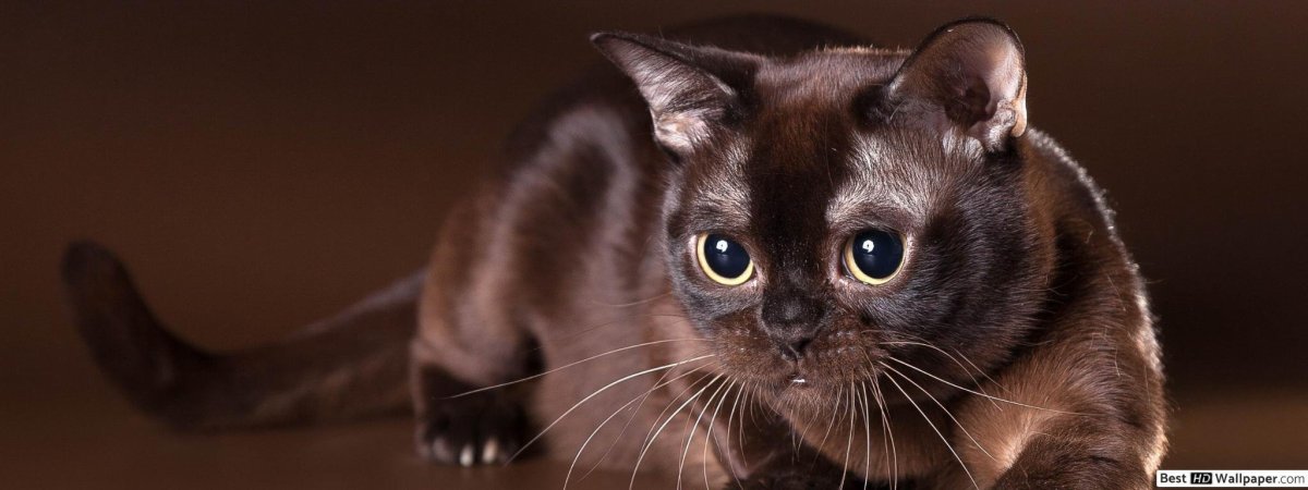 Бурма и британец