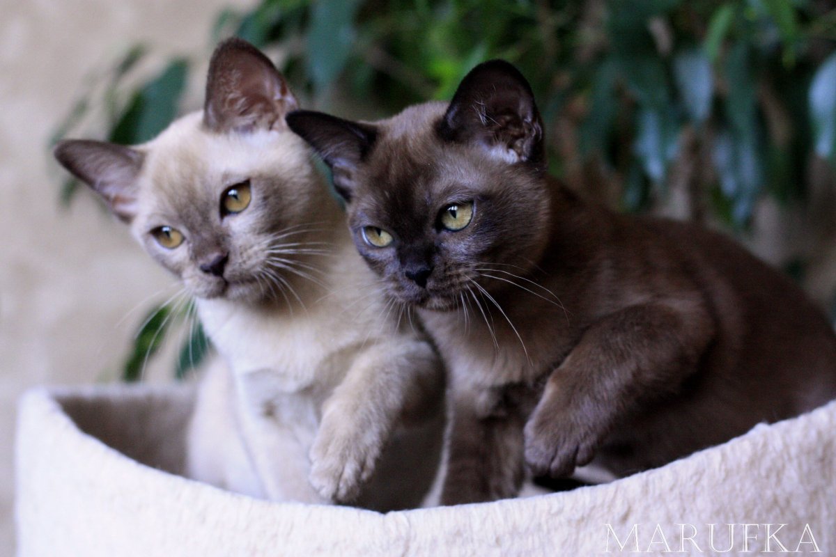 Бурманская порода кошек