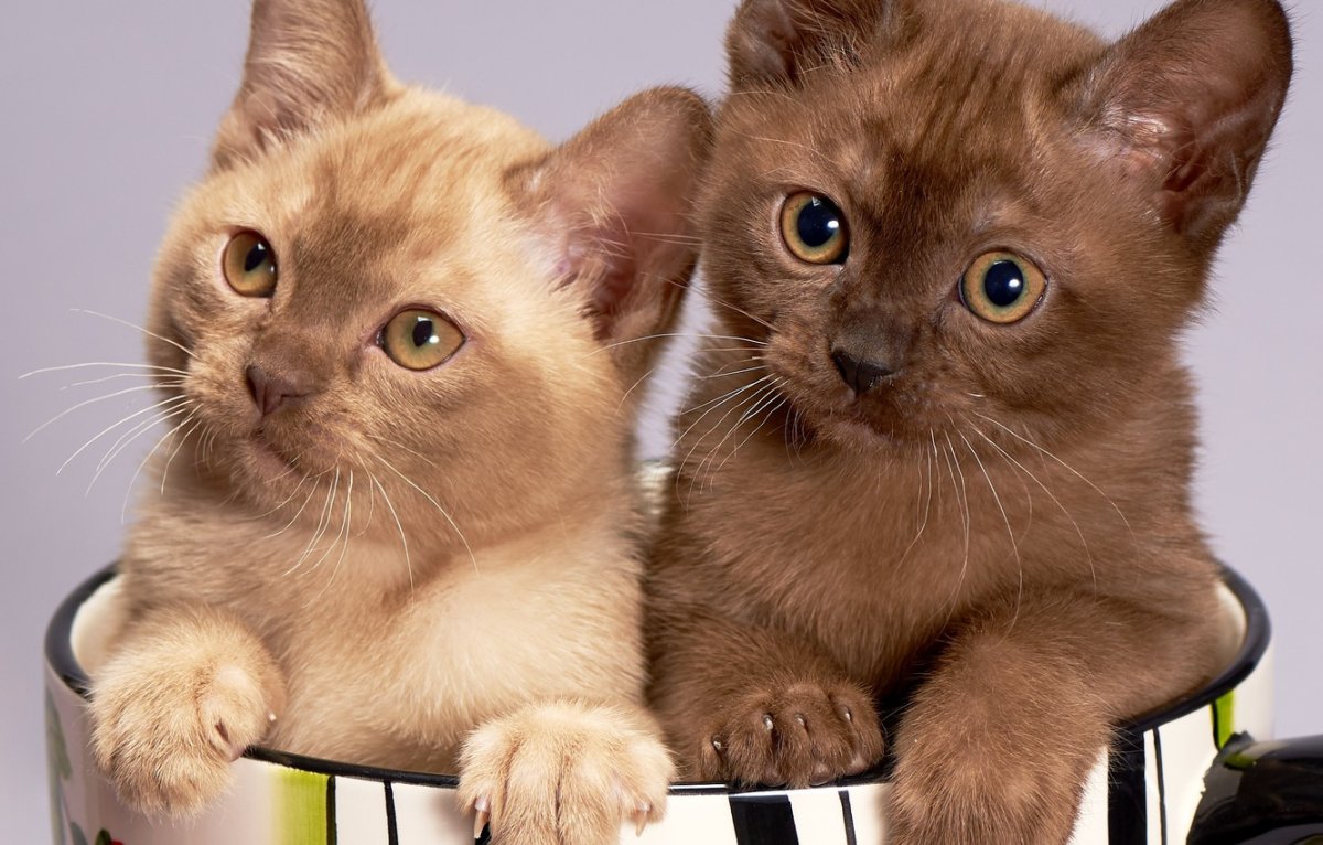 Котята европейской Бурмы