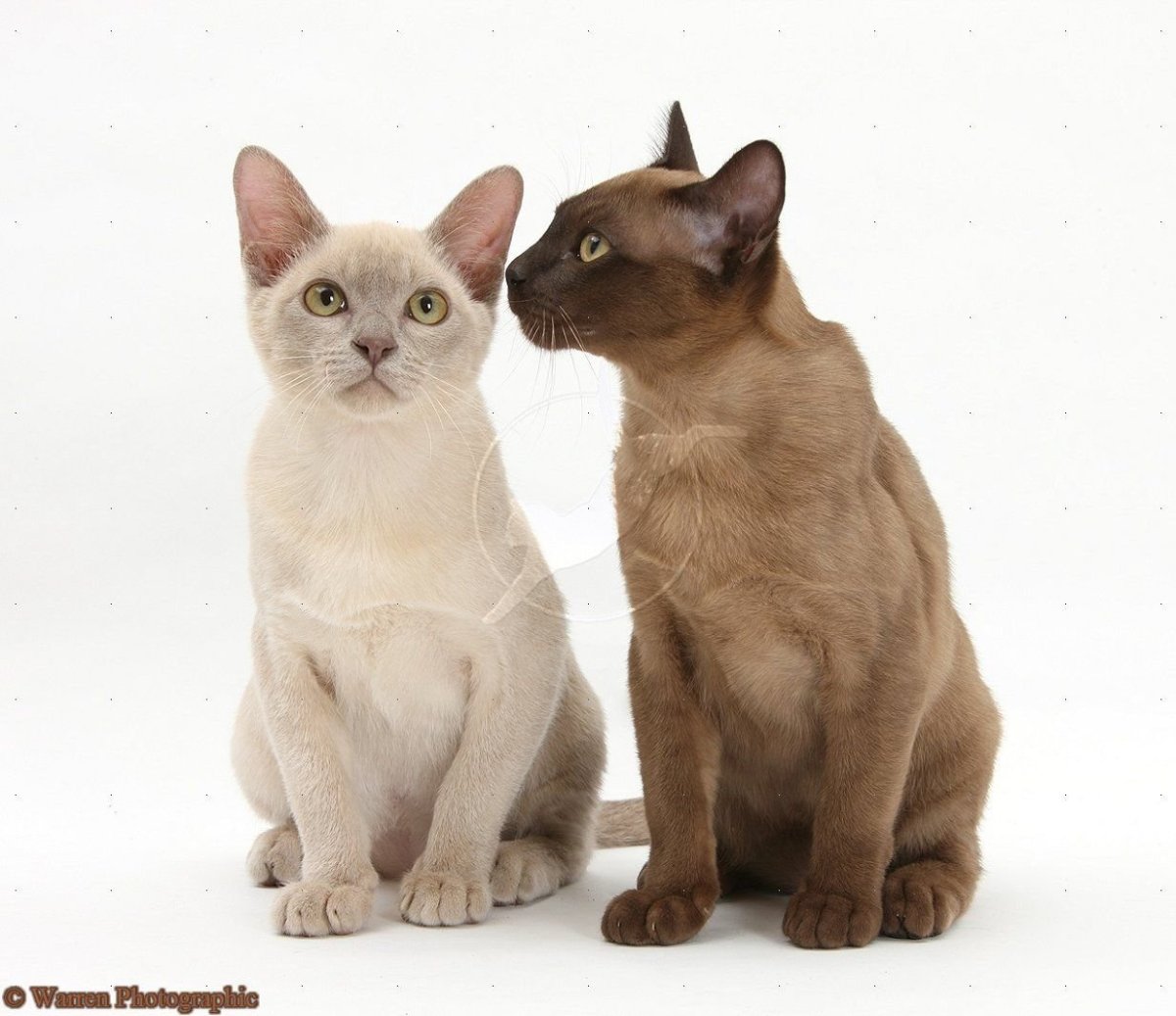 Разные котята