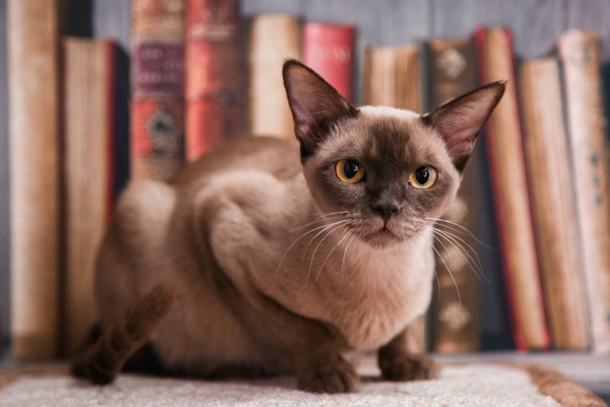 Бурманская кошка лежит на спине