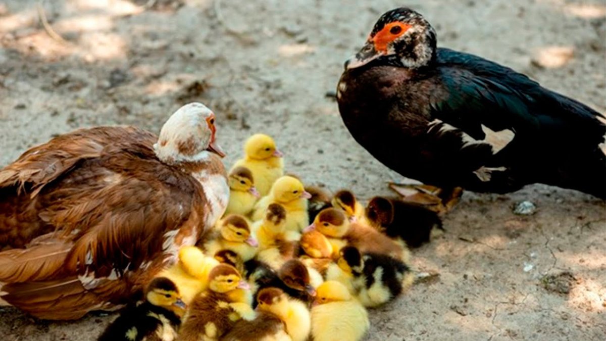 Индоутята недельные