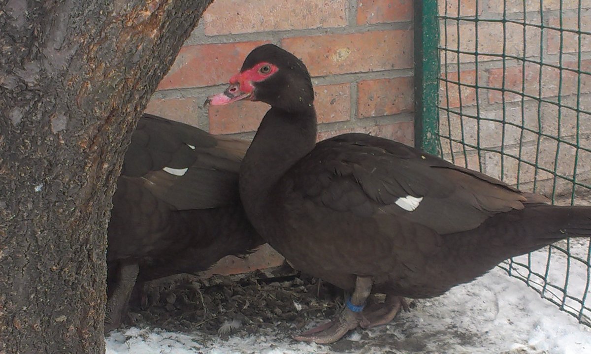 Индоутка красная мускусная