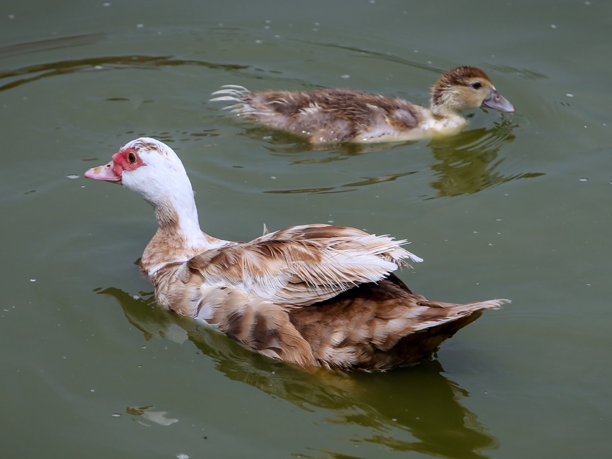 Детеныш индоутки