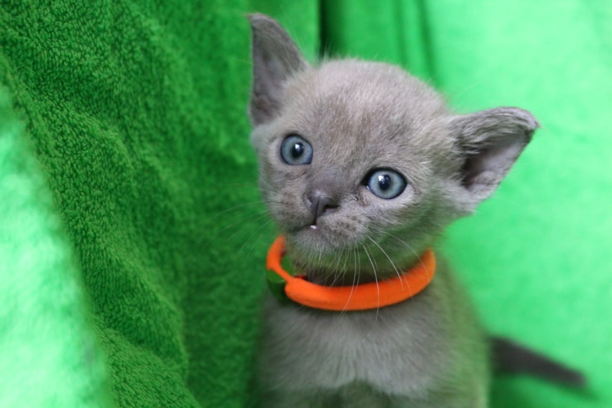 Европейская Бурманская кошка