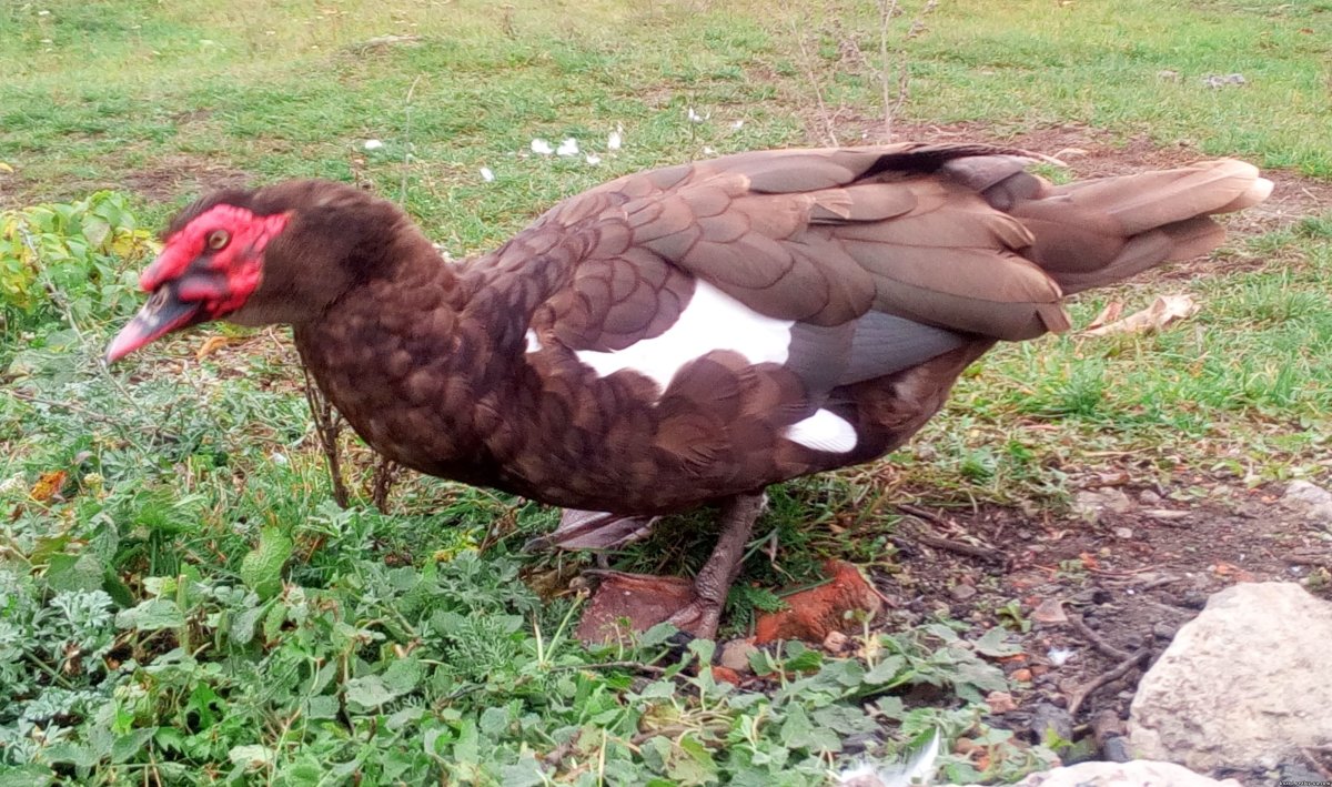 Индоутки индийские