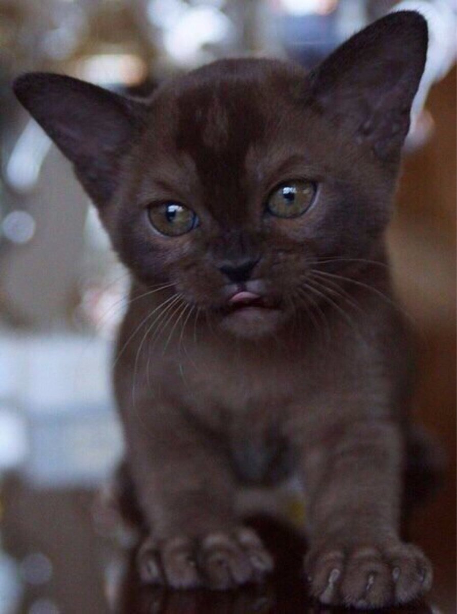 Голубая Бурма котенок