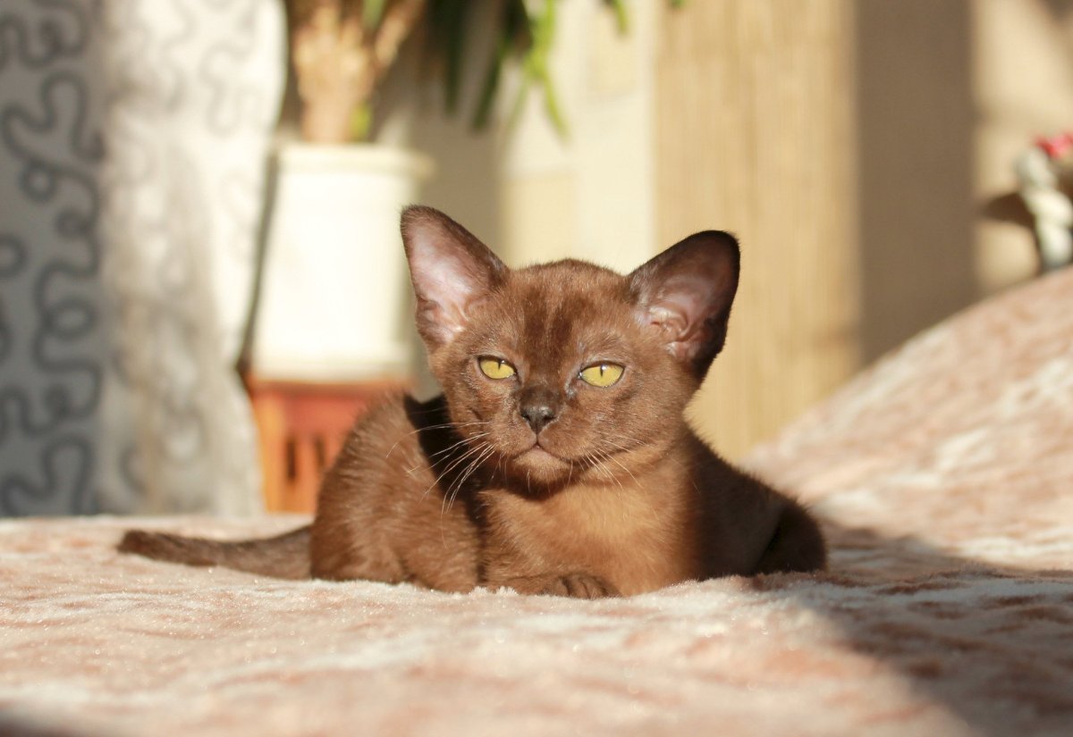 Бурманская кошка на белом фоне