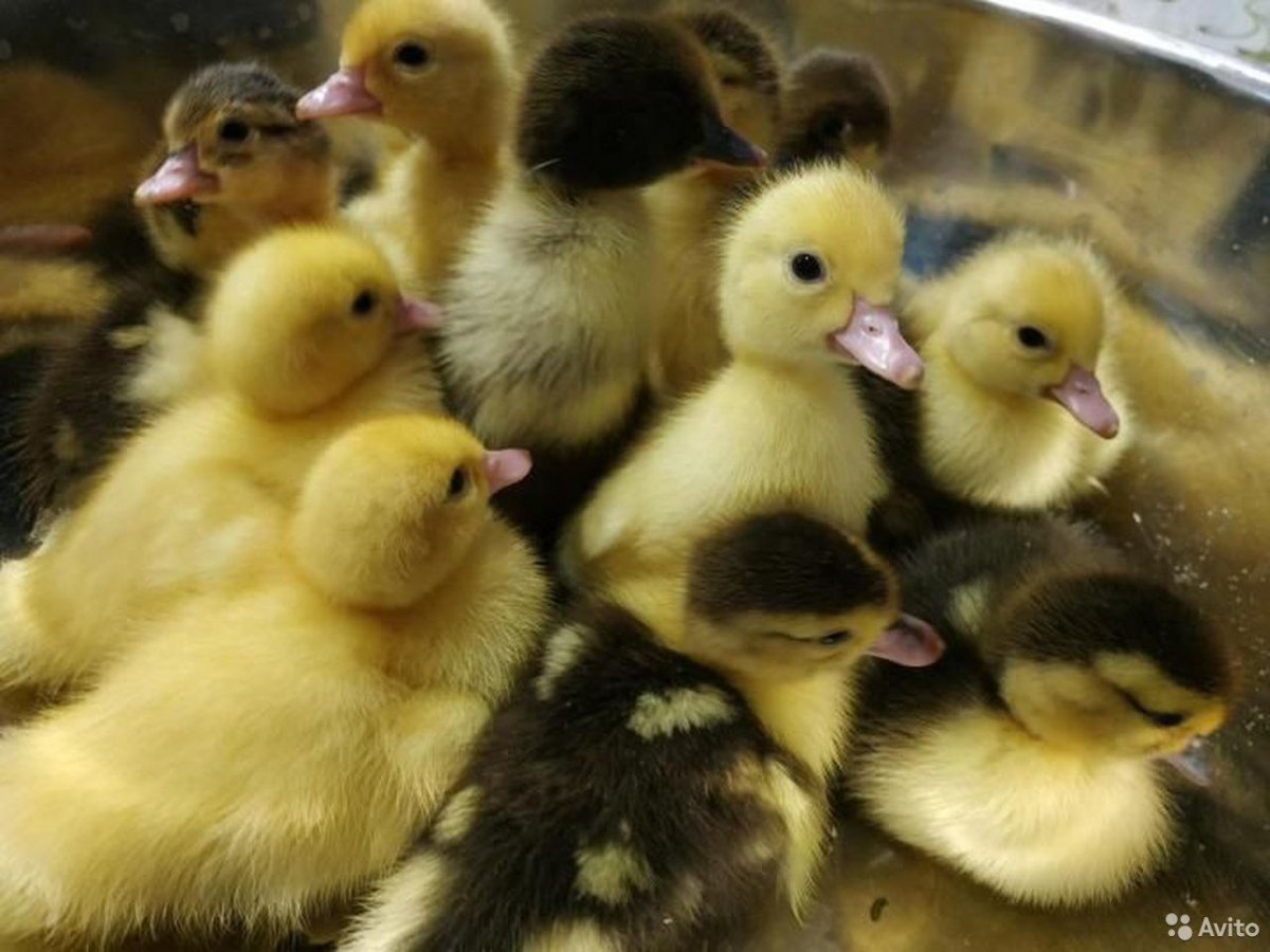 Domestic Muscovy Duck