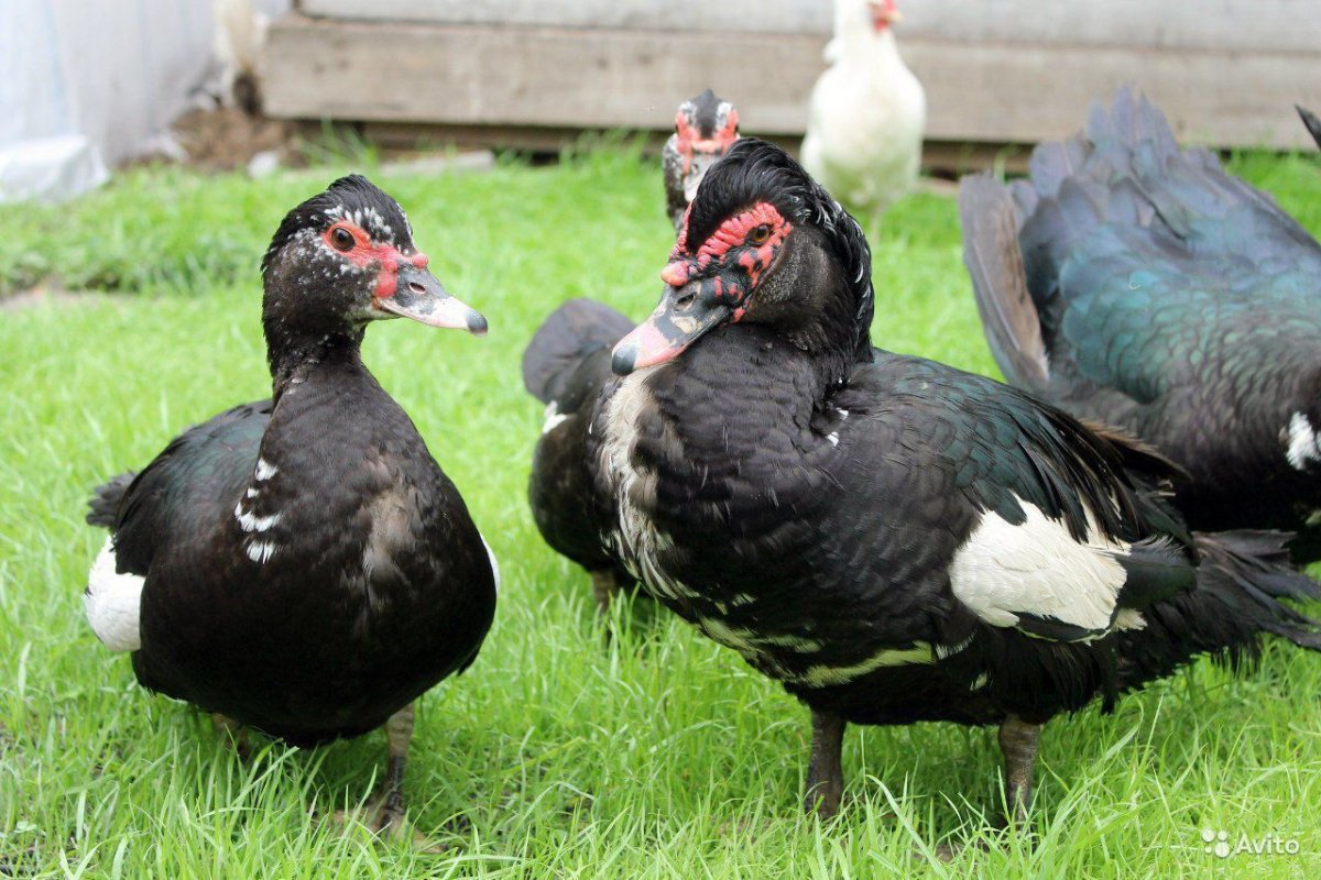 Индоутка с утятами