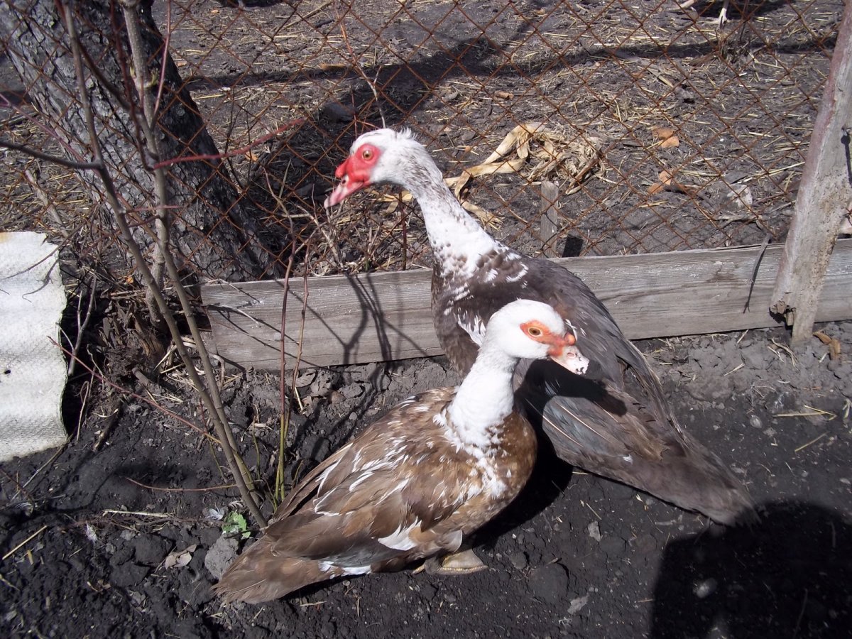 Индоутки мускусные утки