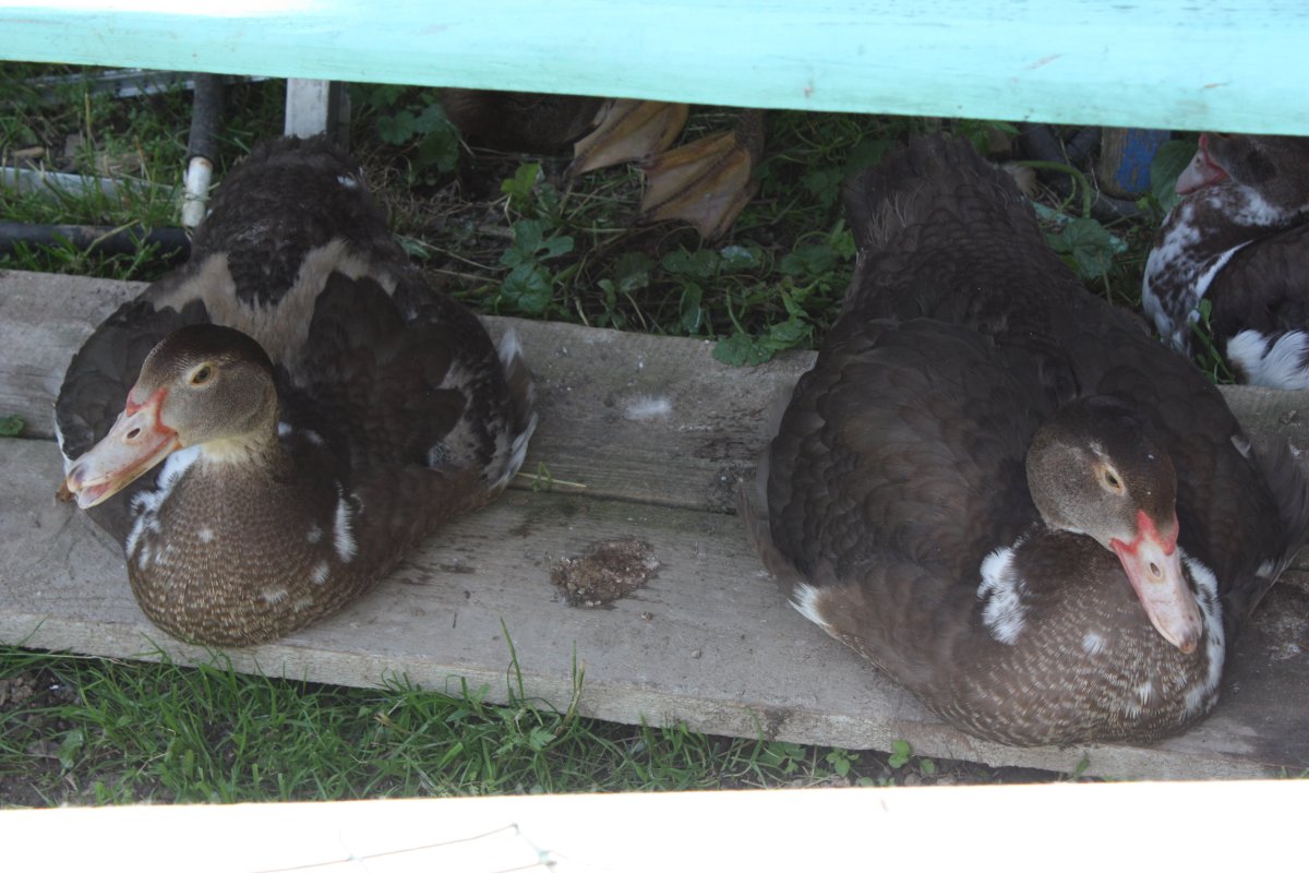 Утята гусята индоутята