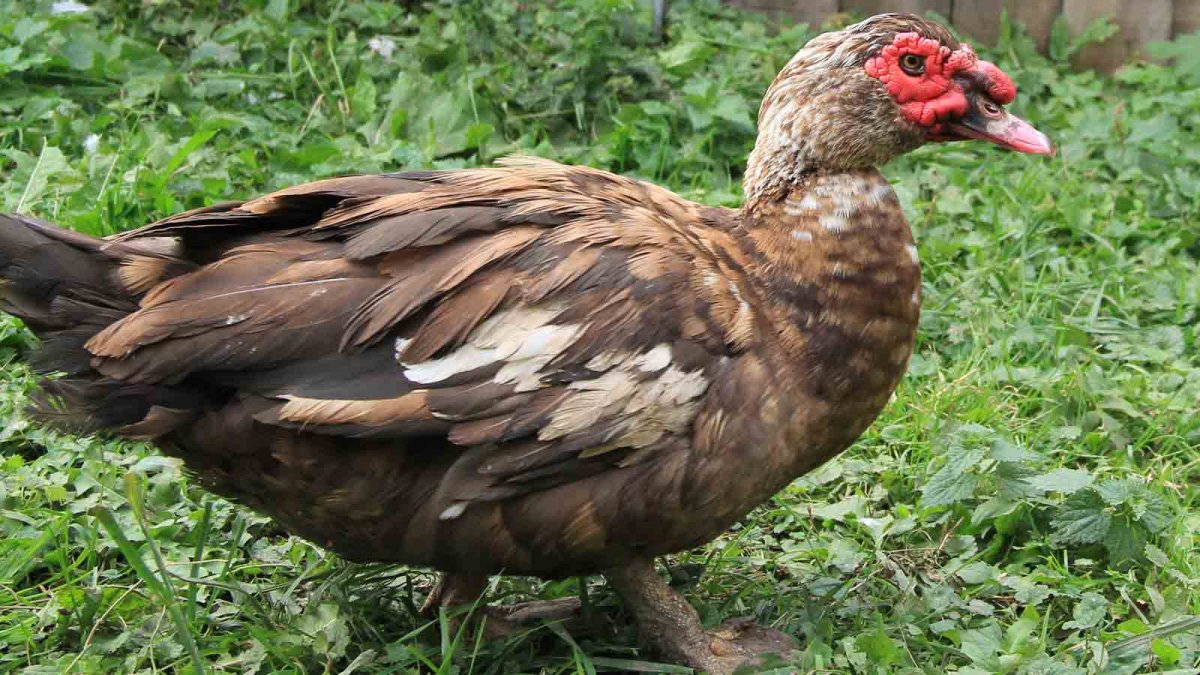 Мускусная утка и индоутка