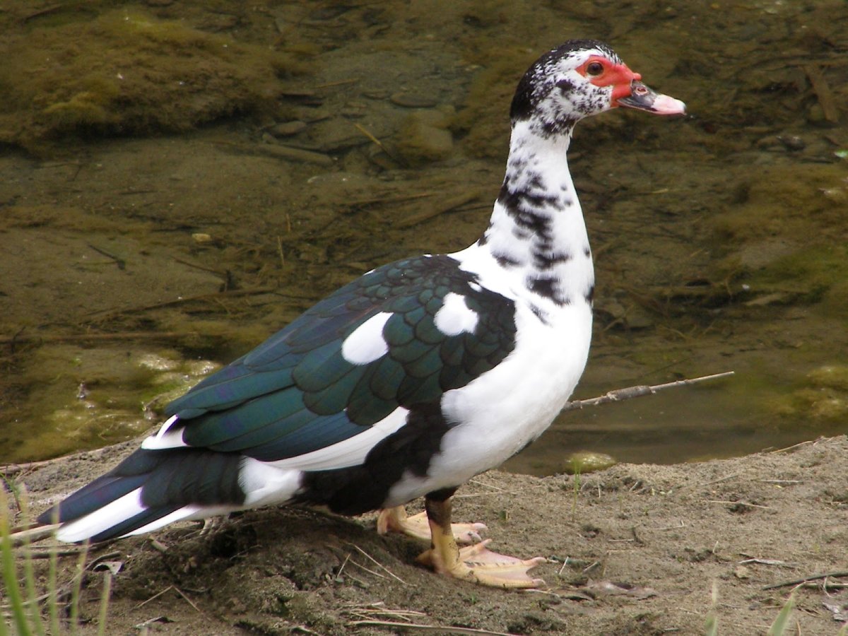 Мускусная утка птенец