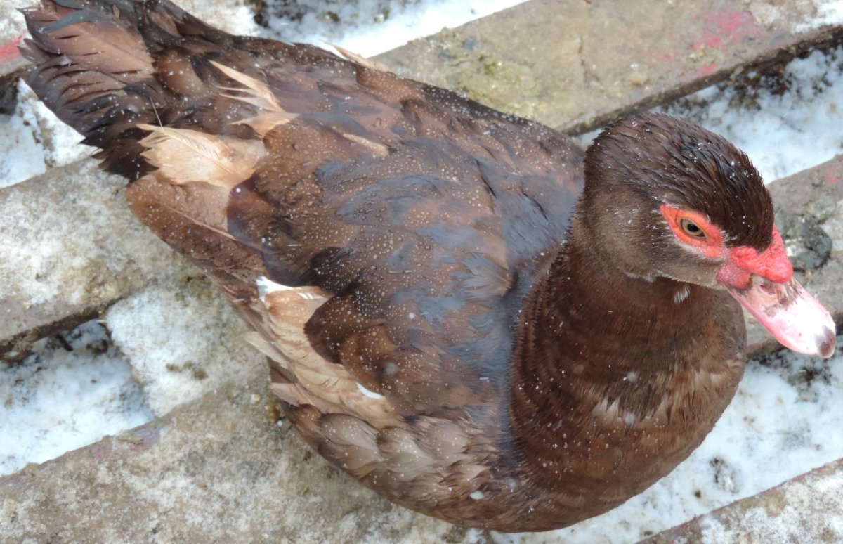 Утки мускусные красный.бык