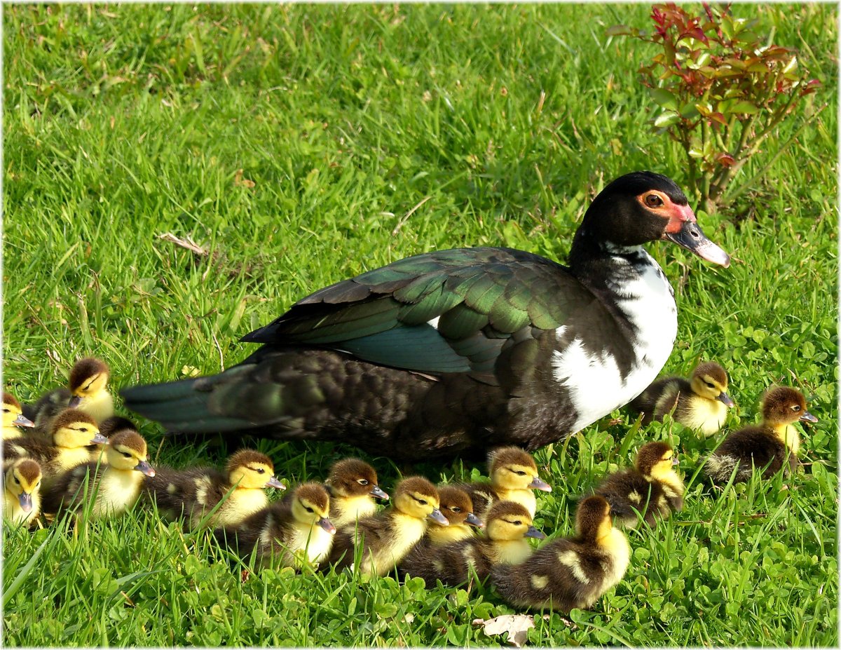 Индоутки мускусные утки