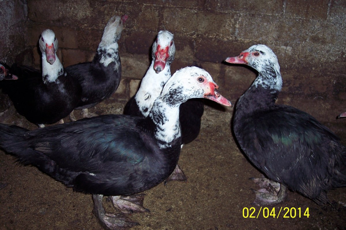 Утята мускусной утки