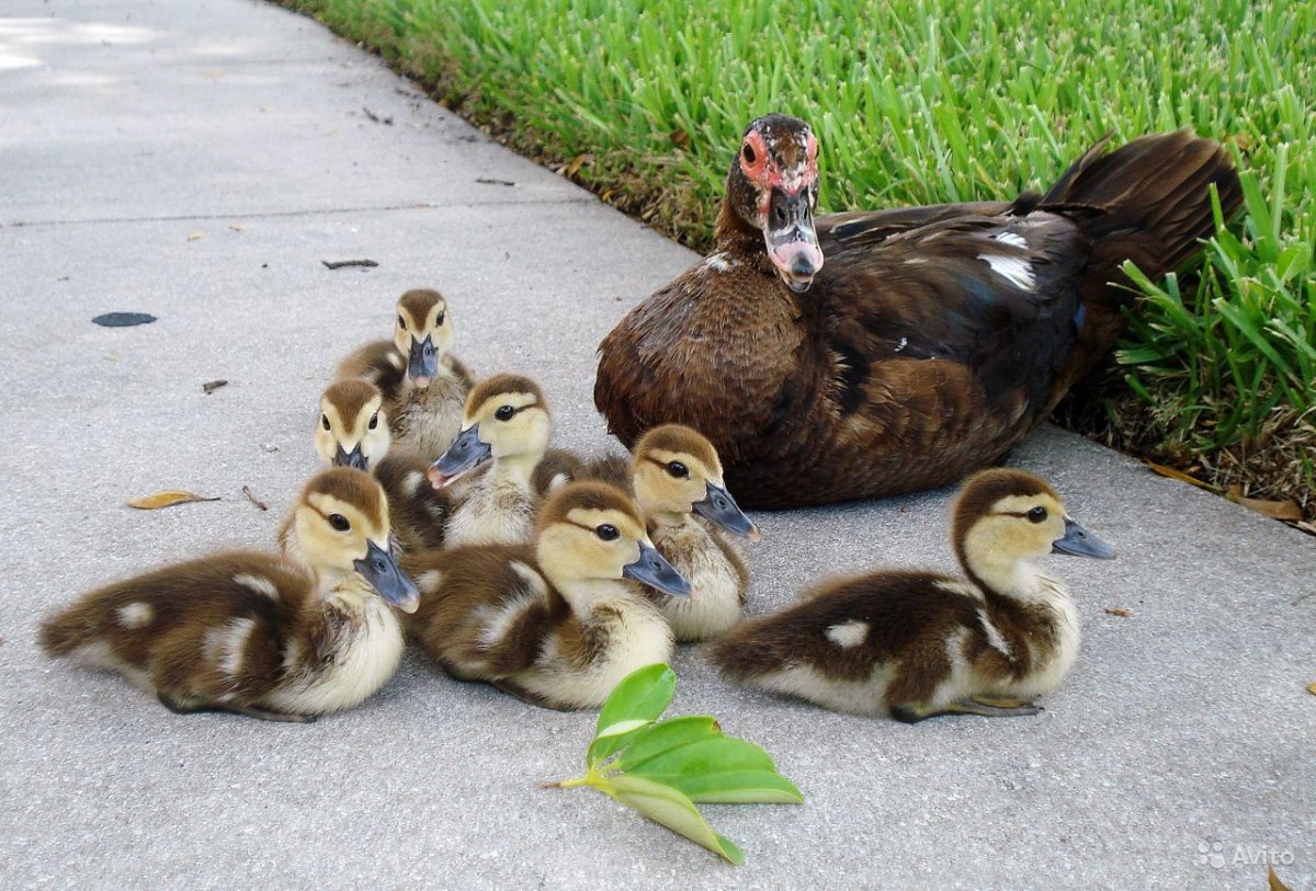 Утка инда с утятами