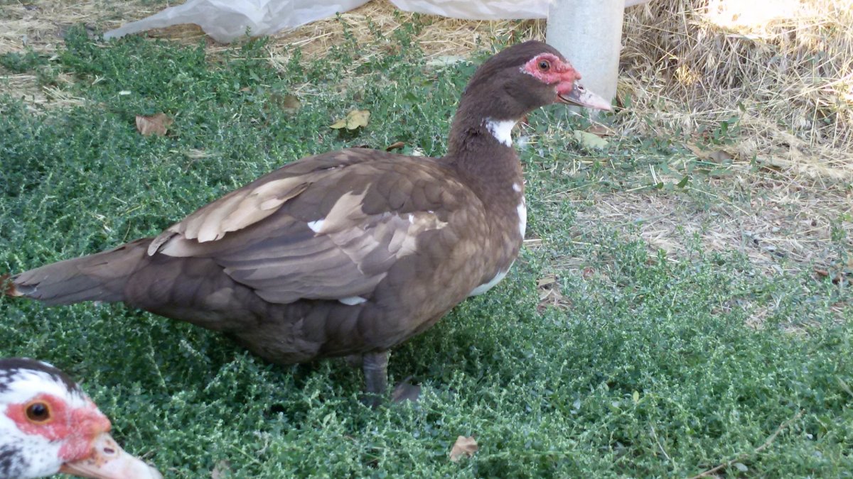 Утки мускусные красный.бык