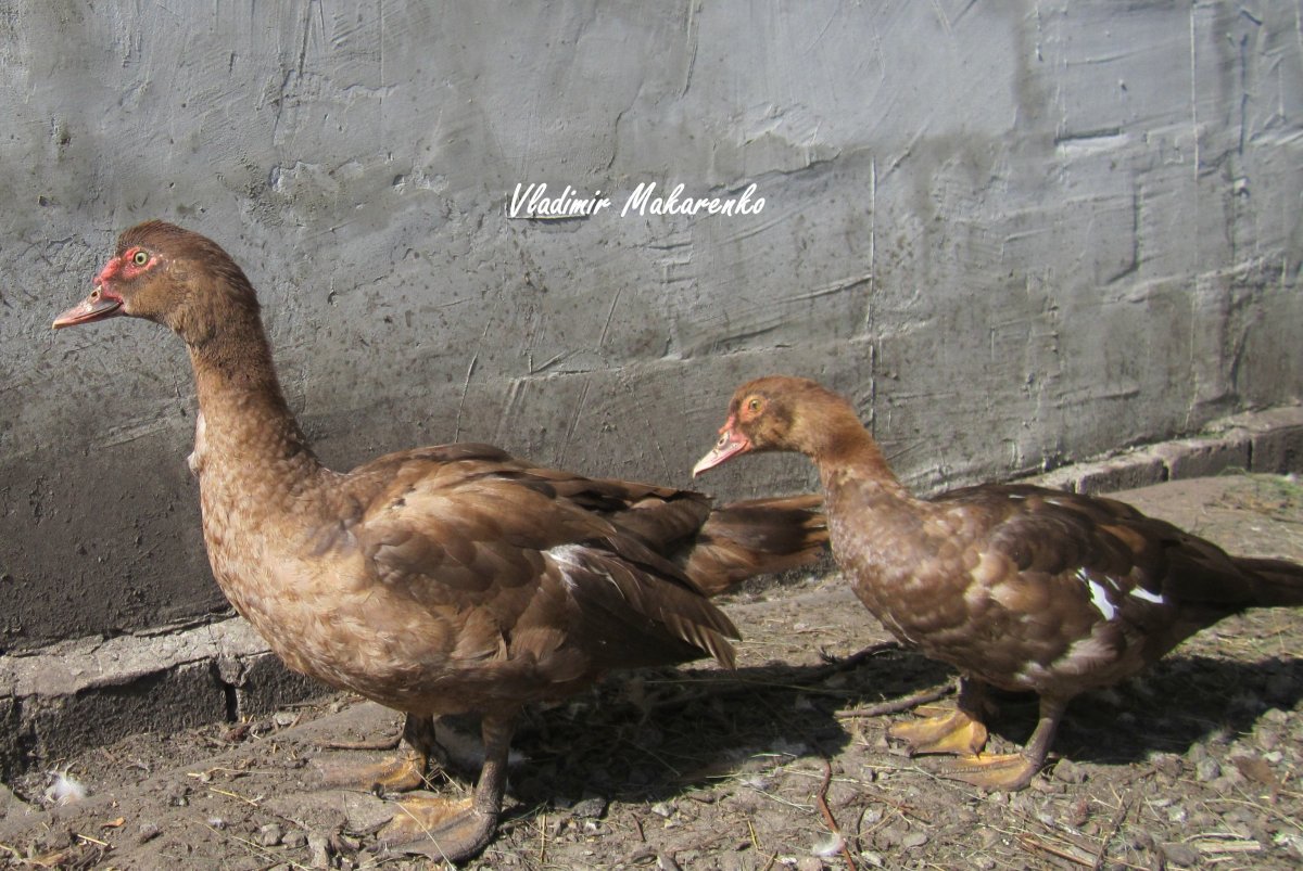 Утята мускусные индоутки