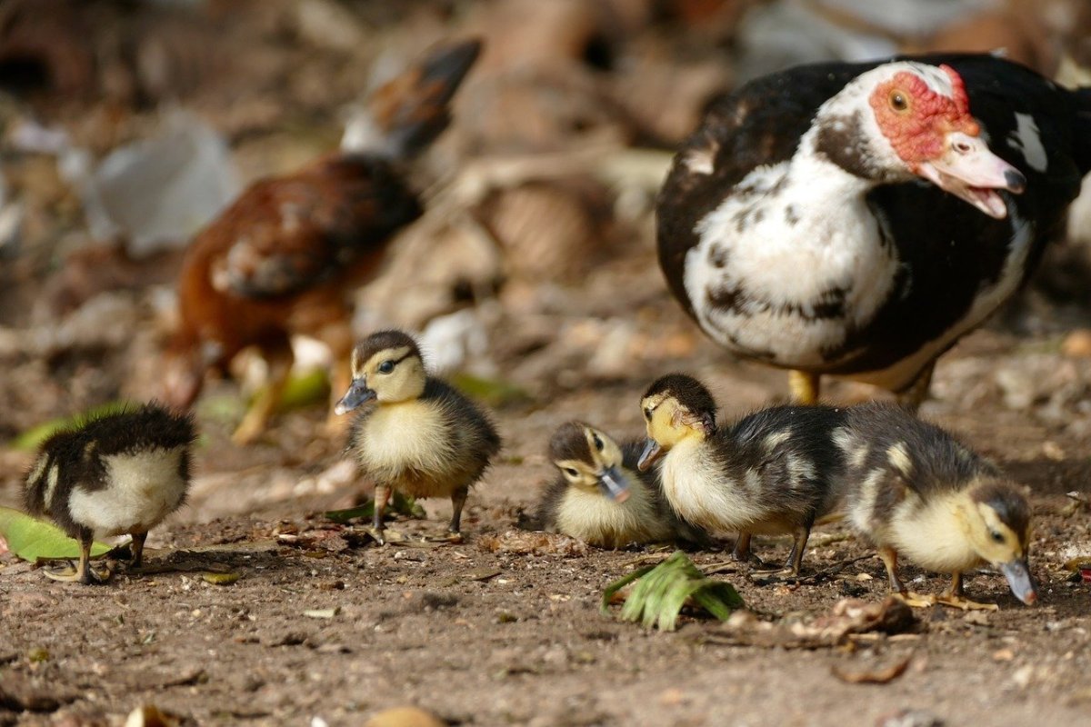 Индоутка мускусная
