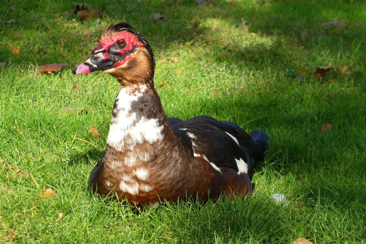 Утка инда с утятами