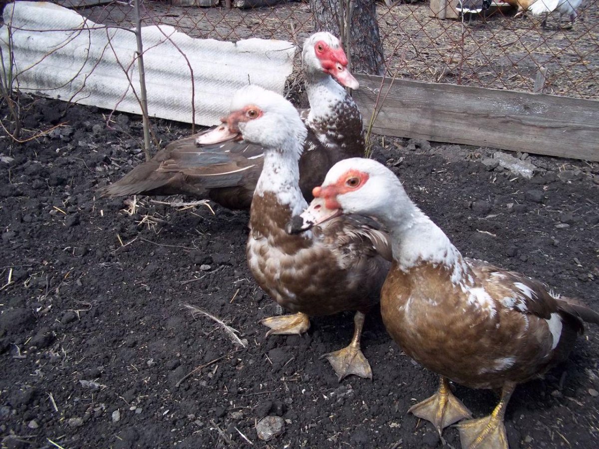 Индоутки цыплята цыплята